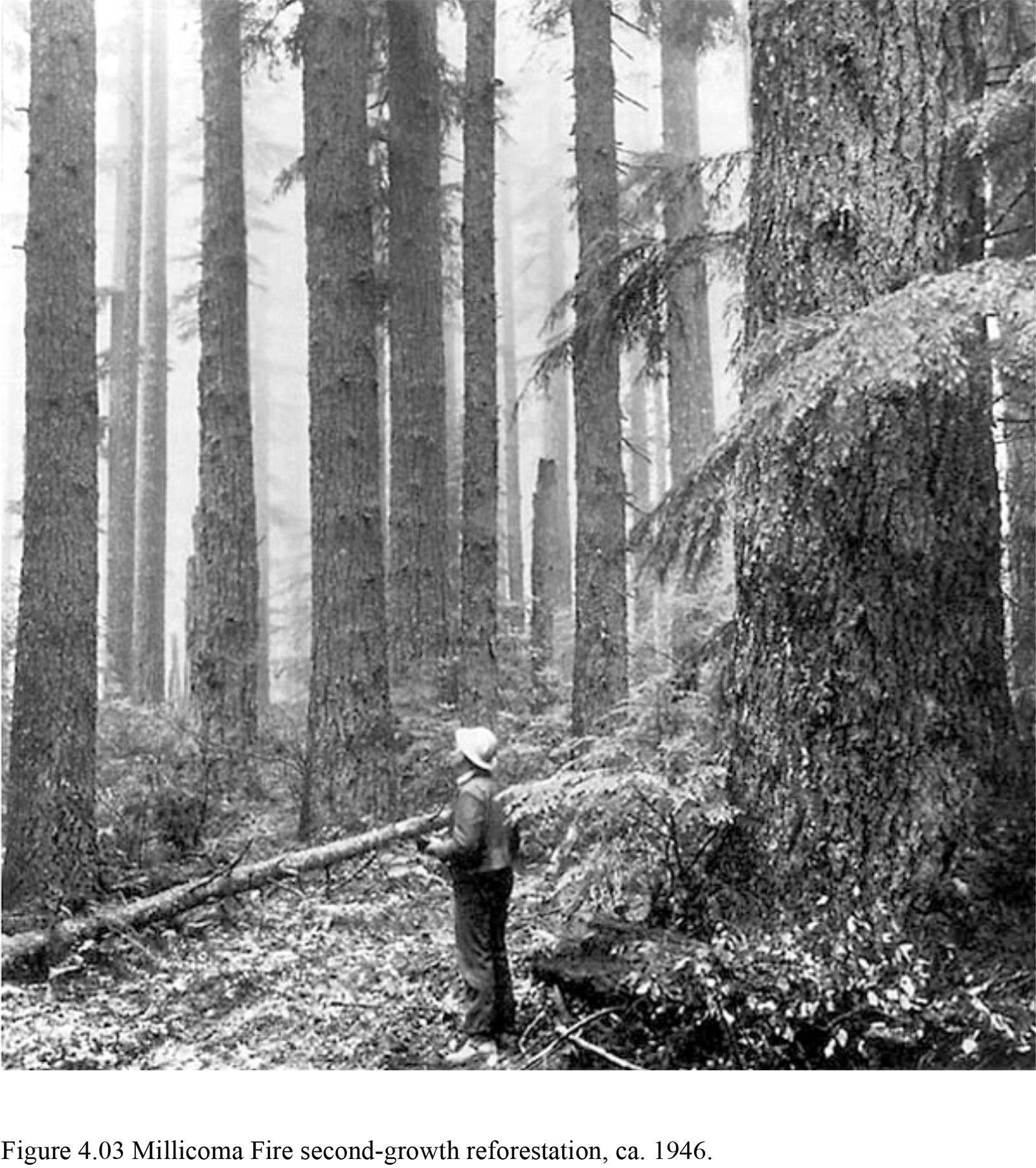 Old-Growth Sitka Spruce, 1923